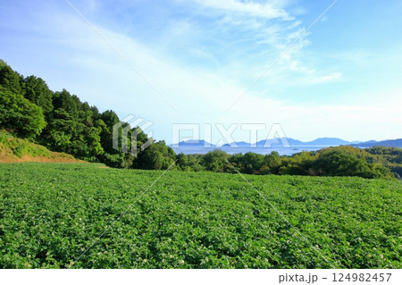 初夏のジャガイモ畑と瀬戸内海 124982457