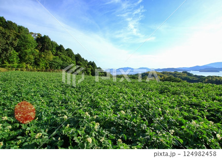 ジャガイモ畑がある 初夏の瀬戸内風景 ジャガイモ畑がある 初夏の瀬戸内風景 124982458