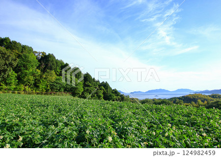 白い花が咲く 初夏のジャガイモ畑 124982459