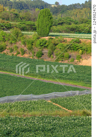 花咲く 初夏のジャガイモ畑 124982470