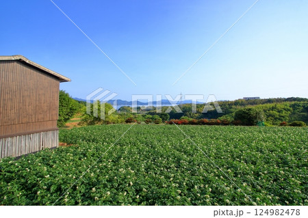 白い花が咲く初夏のジャガイモ畑 白い花が咲く初夏のジャガイモ畑 124982478