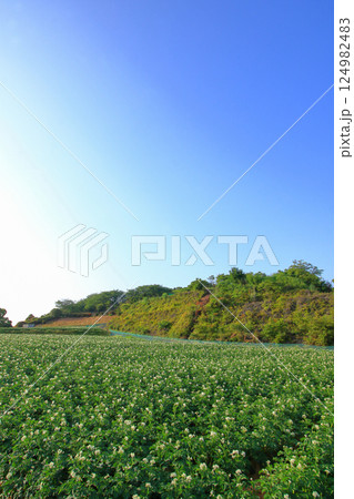 白い花が咲く初夏のジャガイモ畑 白い花が咲く初夏のジャガイモ畑 124982483