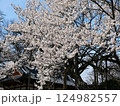 満開の桜 124982557