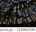 杉林を下から仰ぎ見る 124982584