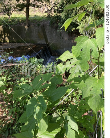 畑の水路 124982630