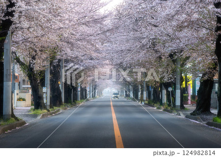 茨城県水戸市 茨城県庁の周りの桜風景 茨城県水戸市 茨城県庁の周りの桜風景 124982814