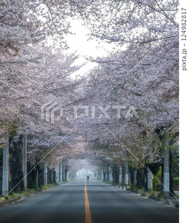 茨城県水戸市 茨城県庁の周りの桜風景 茨城県水戸市 茨城県庁の周りの桜風景 124982817
