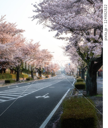茨城県水戸市 茨城県庁の周りの桜風景 茨城県水戸市 茨城県庁の周りの桜風景 124982822