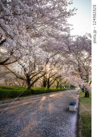 茨城県水戸市 茨城県庁の周りの桜風景 茨城県水戸市 茨城県庁の周りの桜風景 124982828