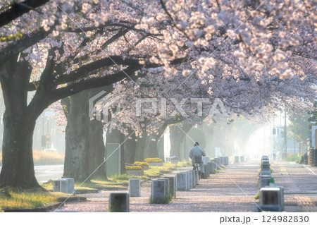 茨城県水戸市 茨城県庁の周りの桜風景 茨城県水戸市 茨城県庁の周りの桜風景 124982830