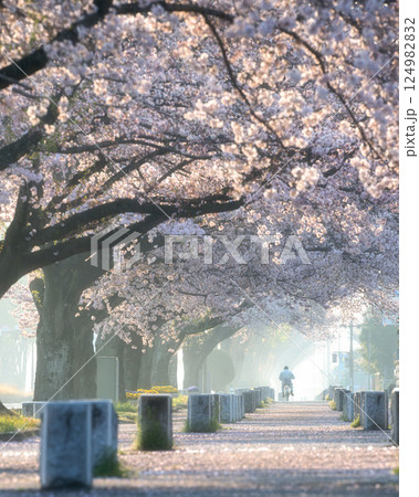 茨城県水戸市 茨城県庁の周りの桜風景 茨城県水戸市 茨城県庁の周りの桜風景 124982832
