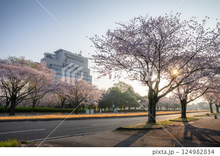 茨城県水戸市 茨城県庁の周りの桜風景 茨城県水戸市 茨城県庁の周りの桜風景 124982834