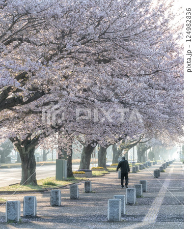 茨城県水戸市 茨城県庁の周りの桜風景 茨城県水戸市 茨城県庁の周りの桜風景 124982836