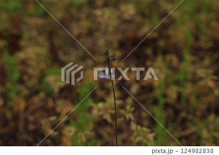 春の野に咲く小さな花を撮影しました。 春の野に咲く小さな花を撮影しました。 124982838