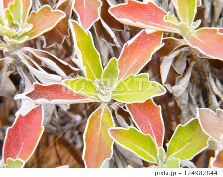 色鮮やかな葉 124982844