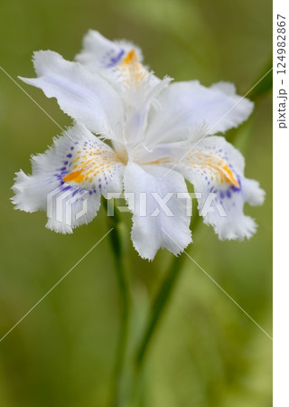 シャガの花が咲いていたので1輪をクローズアップ 124982867