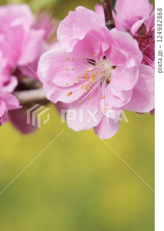 春の陽気に誘われて　桃の花 124982868