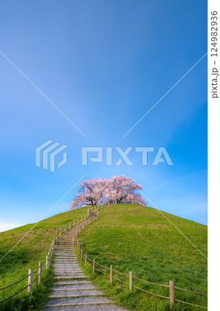桜の名所　さきたま古墳公園の桜 124982936