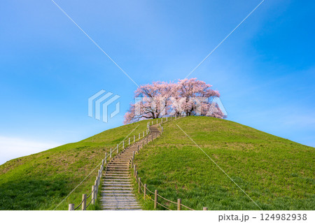 桜の名所　さきたま古墳公園の桜 124982938