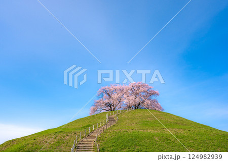 桜の名所　さきたま古墳公園の桜 124982939