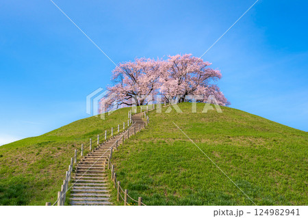 桜の名所　さきたま古墳公園の桜 124982941