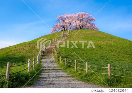 桜の名所　さきたま古墳公園の桜 124982944