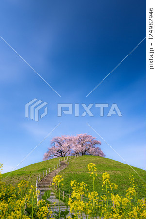 桜の名所　さきたま古墳公園の桜 124982946