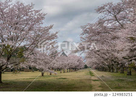 茨城県高萩市　さくら宇宙公園の満開の桜 124983251