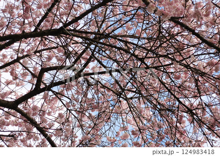 Japanese Cherry Blossoms And Branches Background Japanese Cherry Blossoms And Branches Background 124983418