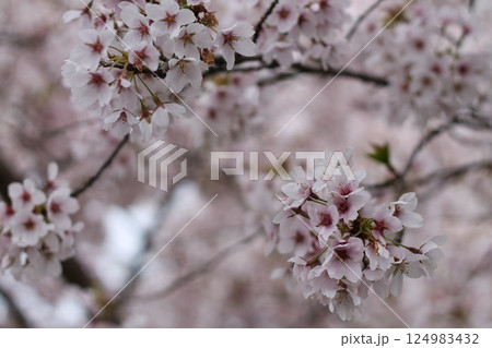 Twigs Of Pink Flowering Cherry Blossoms  124983432