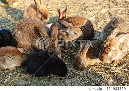 Brown rabbit stands among a group of other rabbits in a sunny outdoor setting Brown rabbit stands among a group of other rabbits in a sunny outdoor setting 124983559