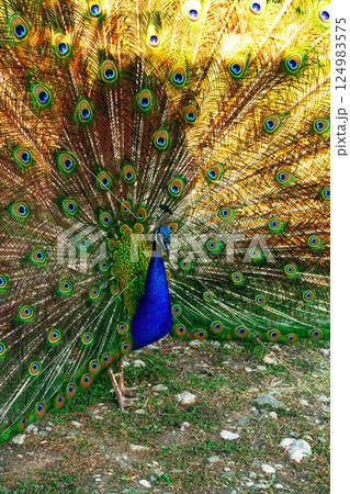 Colorful peacock displaying vibrant feathers in a natural setting during daylight 124983575
