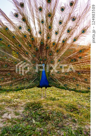 A vibrant peacock displaying its colorful feathers in a lush green landscape during a sunny day 124983589