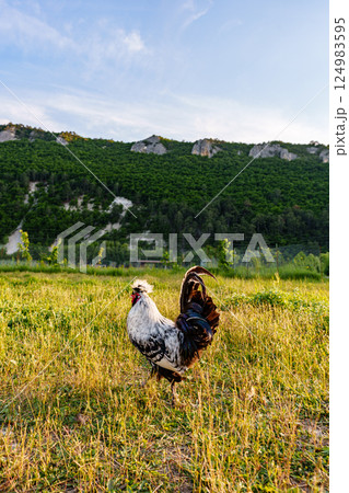 A solitary rooster wandering in a lush green pasture during sunse 124983595