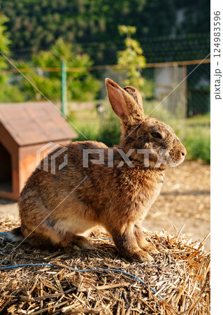 Rabbit enjoying a sunny afternoon on a straw bale in a peaceful rural setting Rabbit enjoying a sunny afternoon on a straw bale in a peaceful rural setting 124983596