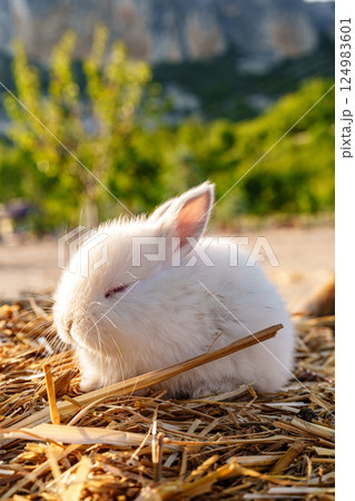 Cute white rabbit nibbling on a piece of straw in a sunny outdoor setting 124983601