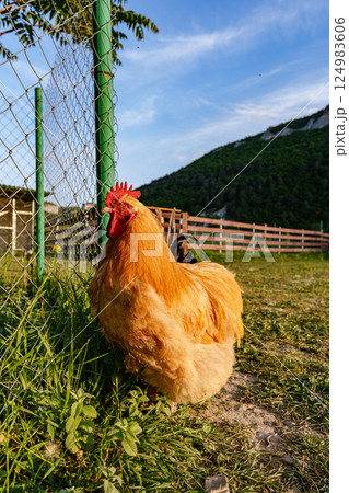 A vibrant golden hen standing in a lush green field under a clear sky A vibrant golden hen standing in a lush green field under a clear sky 124983606