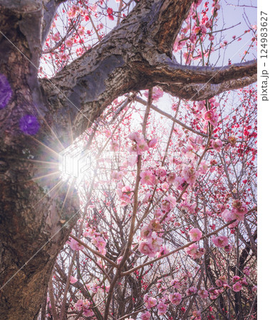 春の柔らかい夕日に照らされた梅の花 124983627