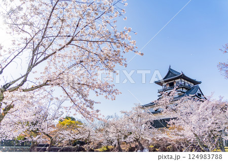 （愛知県）国宝犬山城　桜の季節 124983788