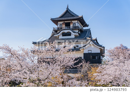 (愛知県)国宝犬山城 桜の季節 (愛知県)国宝犬山城 桜の季節 124983793