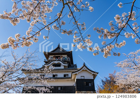 （愛知県）国宝犬山城　桜の季節 124983806