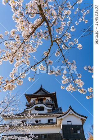 （愛知県）国宝犬山城　桜の季節 124983807