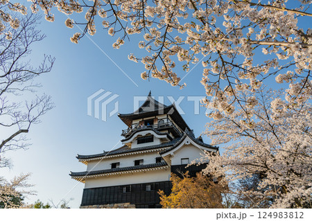 (愛知県)国宝犬山城 桜の季節 (愛知県)国宝犬山城 桜の季節 124983812