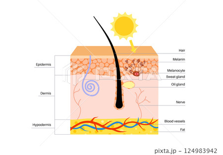Melanin and melanocytes 124983942