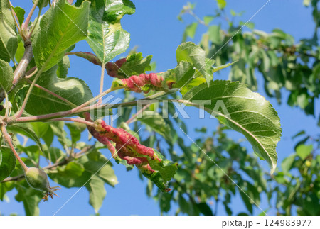leaves of a fruit tree damaged by disease, twisted, reddened 124983977