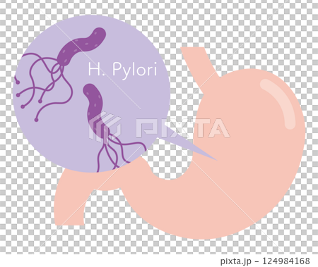 Helicobacter pylori illustration 124984168