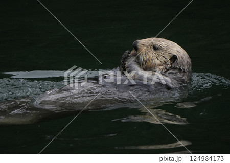 ラッコ ラッコ 124984173