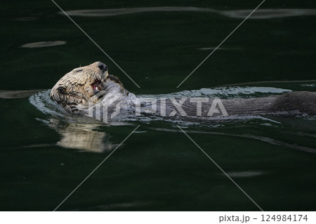 ラッコ ラッコ 124984174