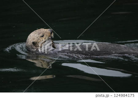 ラッコ ラッコ 124984175