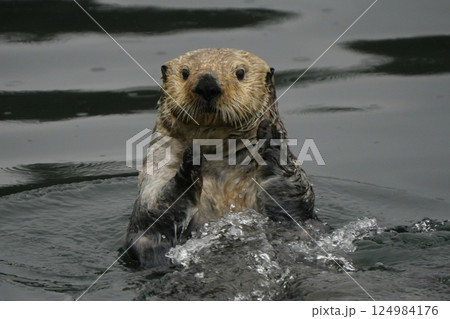 ラッコ ラッコ 124984176
